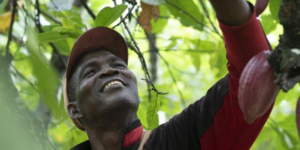 Ensure income for cocoa producers