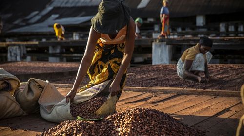 Kakaoindustrie